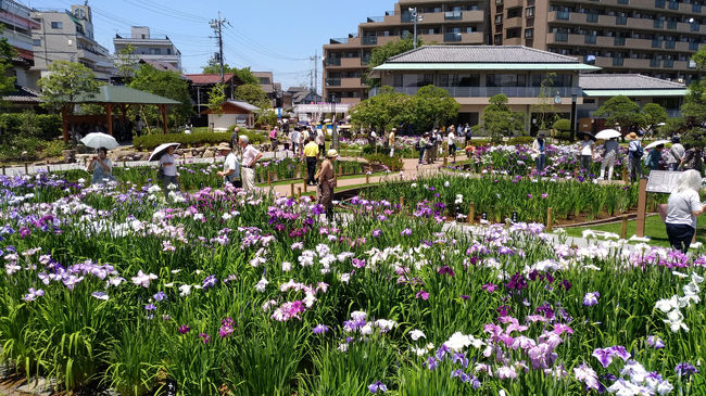 菖蒲をみにいこう ～堀切菖蒲園と堀切水辺公園