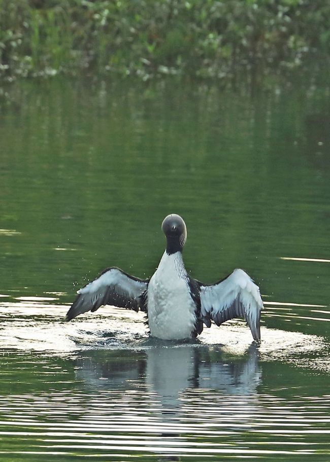 日帰りで西のほうへプチ遠征<br />関東で撮り損なったミゾゴイの親子を撮ってみようと鳥仲間と意見が一致しました<br />おまけでシロエリオオハム夏羽もゲットできて暑さは半端なかったけど良い１日でした<br />早朝に出かけたこともあり遠距離2ヶ所でしたが昼前に決着がついて早めに帰ってこられました