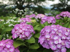 初夏を彩る紫陽花