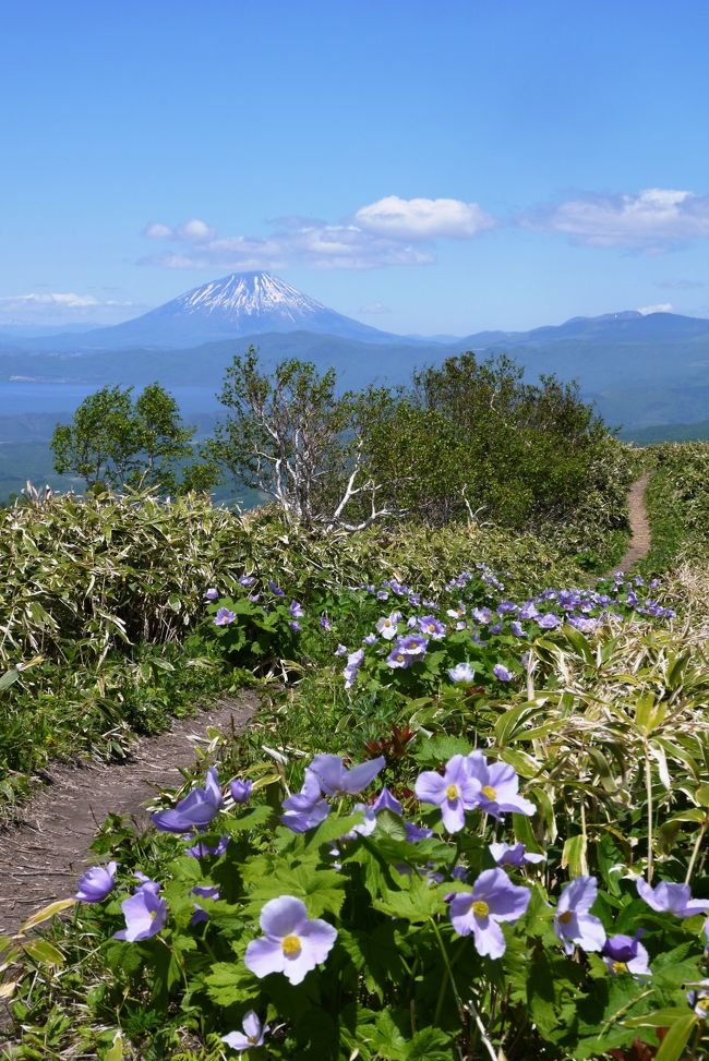 山登りを始めるようになって、初めて知った「シラネアオイ」<br />盗掘されるほどの人気のある花というニュースも見かけるほど、人気の花なんだね。<br /><br />そのシラネアオイが見事に咲く山が、なんとすぐ近くお隣の町にある「伊達紋別岳」ということで、２０１０年からほぼ毎年満開のシラネアオイを求めて登ってます。<br />が、昨年２０１７年は登山すら一度もできないくらい忙しく、シラネアオイも時機(５月末から６月初め)を逸してしまい結局見ずじまい。<br /><br />やっぱり、１年に一度は見なくちゃね～<br />大体５月下旬から６月初めがシーズンなんだけど、年によって早かったり遅かったり。<br />一応だめでも次の週、というように５／２７と６／２をbooking。<br />そして６／２はなんと、シラネアオイが見たいと以前から言っていた友人も誘っての登山となりました。<br /><br />いや～、今年も満開のシラネアオイを無事見ることが出来て満足です。<br />ちょっと前に、札幌の滝野すずらん丘陵公園でも満開ということで行ってきましたが、全然規模が違ってちょっとがっかり。<br />シラネアオイを見るならやっぱり伊達紋別岳だべさ～！＼(^o^)／<br />