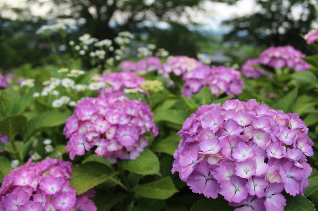 愛宕山公園で紫陽花鑑賞。