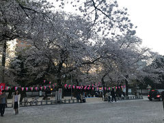 川越のお花見散歩(2018年3月)