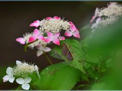 2018初夏に向かって咲く華・花/その4【 あじさいの山寺三光寺】