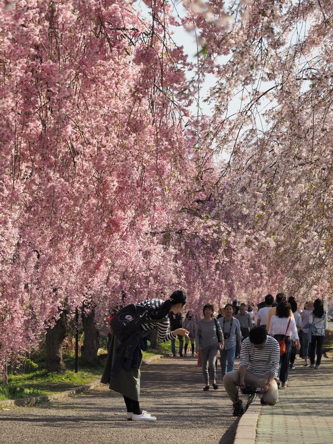 お花見 In 宮城 ２０１８年の桜風景 柴田 大河原 川崎 宮城県 の旅行記 ブログ By こあひるさん フォートラベル