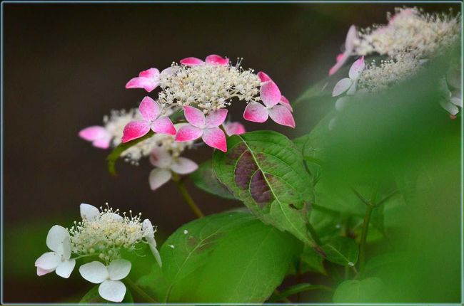 2018初夏に向かって咲く華・花/その4【 あじさいの山寺三光寺】