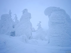 世界が認めた日本の絶景！蔵王樹氷原 with 樹氷幻想回廊ナイトクルージング