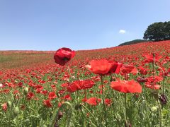 秩父・天空のポピー