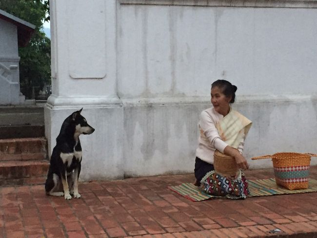 ANAのマイルが切れてしまうので、ミャンマー・ラオス・タイと行ってきました。<br /><br />東南アジアの国をあげなさいと言うと、必ずと言ってもいいほど忘れられてしまうラオス、近年は欧米旅行者に人気です,何が彼らを引き付けるのか確かめに行ってきました。（大層な事を書いてますが行ってみたかっただけなのよね）<br /><br />航空券：バンコクエアウエイズHP　往復二人分　５７，８４３円<br /><br />☆３月７日（水）NH８１３成田　１１：００→ヤンゴン　１６：３０　夜のシュエダゴォン・パヤー見学<br />☆３月８日（木）ヤンゴン観光<br />☆３月９日（金）PG７０２ヤンゴン　１０：３０→バンコク　１２：２５　空港ホテル泊<br />★３月１０日（土）PG９４１バンコク　９：２５→ルアンパバーン１１：３５　観光<br />☆３月１１日（日）ルアンパバーン市内観光<br />☆３月１２日（月）クアンシーの滝<br />☆３月１３日（火）PG９４２ルアンパバーン　１２：２０→バンコク　１４：２０<br />☆３月１４日（水）～１７日（土）バンコク滞在　　１７日NH８５０バンコク　２２：５５→<br />☆３月１８日（日）羽田６：３０着<br /><br />表紙の写真は朝の托鉢時に映しました、おばさんとワンコがお坊さんを待っている所です、まるで会話をしているようでした。<br />おばさんには写真を載せる事了承済です。