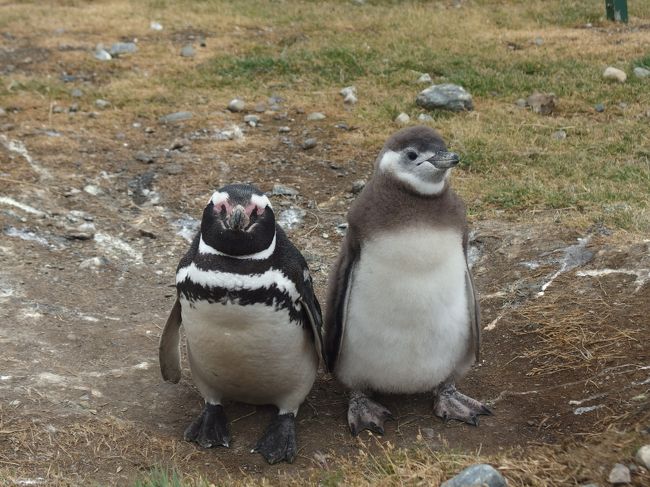 2017年の年末年始はウユニ＆パタゴニアへ。<br />GWにチリ・イースター島に行って僻地に目覚め＆チリペソが余ったためチリとアルゼンチンの最南端、パタゴニアをメインにしました。そして前から行きたかったけど、なんか色々とノリに付いて行けるか不安だったウユニをくっつけて、行と帰りにメキシコとパナマに寄って5か国の旅となりました。今回移動が多くて、なんと14本便の飛行機に乗りました。。<br /><br />1日目  成田→メキシコシティ メキシコシティ泊<br />2日目  メキシコシティ→パナマ→リマ<br />3日目　リマ→ラパス→ウユニ <br />　　　　ウユニフルデイ＋サンセットツアー<br />4日目　スターライト＋サンライズツアー、サンセットツアー<br />5日目　ウユニ→ラパス　ラパス街歩き<br />6日目  ラパス→リマ→サンチャゴ<br />7日目　サンチャゴ→プンタアレーナス→プエルトナタレス街歩き <br />8日目  トーレス・デル・パイネ日帰りトレッキング	<br />9日目　ペリトモレノ氷河一日ツアー<br />10日日　パイネ国立公園バスツアー<br />11日目  マグダレナ島ペンギンツアー★<br />　　　　プンタアレーナス→リマ<br />12日目　リマ→パナマ　　パナマ運河、パナマヴィエホ　<br />　　　　パナマ→メキシコシティ→成田