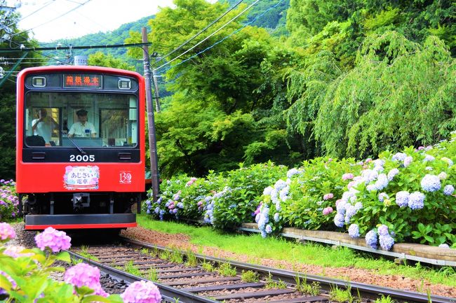 絶景の登山列車を楽しんだ<br />スイス帰りの週末に<br />東京出張が入りました (*^^)v<br />あじさいが咲いている季節だし<br />登山電車つながりということで、<br />ここはひとつ、箱根に行ってみよう~♪<br />・・・<br />写真は、<br />箱根登山鉄道/大平台駅近辺です。