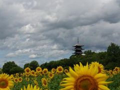 岡山☆備中国分寺のひまわり