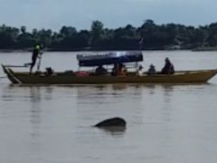 カンボジアで川イルカ！