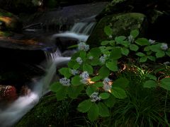 ◆花咲く東野の清流・初夏の候