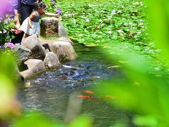 2018初夏に向かって咲く華・花/その6【 あじさいの・健康の森】