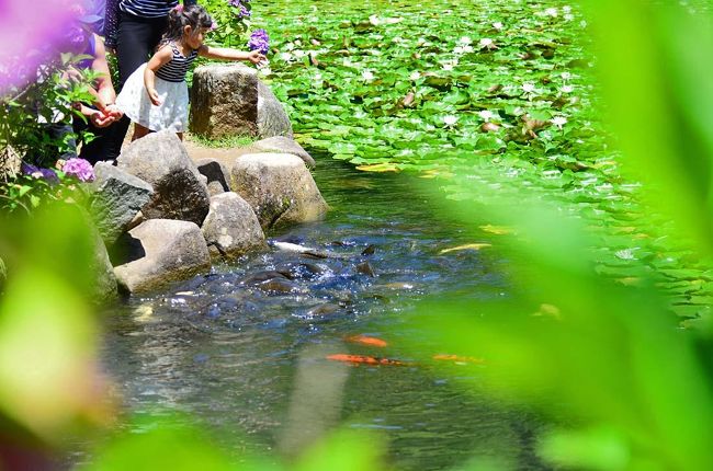 2018初夏に向かって咲く華・花/その6【 あじさいの・健康の森】