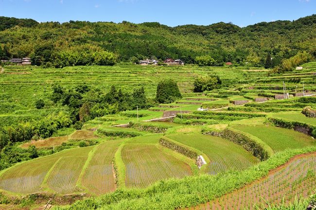 台風一過の7月4日、田植えを終えたばかりの内成棚田へ行ってきました。<br /> 内成棚田は、別府市の南端に位置し、由布市挾間に隣接する斜面にある多くの棚田ことで、日本の棚田百選にも選ばれています。
