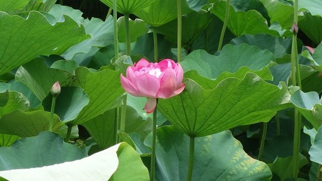 もうすぐ七夕、牽牛星、織女星の年に一度の出会いを天の川に描いたロマンチックなお祭りですね。この伝説は中国『文選』の中の漢の時代に編纂された「古詩十九首」が文献として初出とされている等と知ったかぶりは知識人に任せ。短冊に願いを書いて、笹の枝に結ぶと叶うという。幼稚園児など子供達が可愛い字で、幼い願いを星空に願う様子は格好の取材ネタです。今年はお天気予報では雨と出ていますが、少しでも曇の隙間から天の川が見ることが出来たら我々老人も含めて大喜びです。