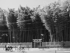 Welcome To Dark Side Of Japan&#8212;街の中の禁足地、八幡の藪知らず（千葉県市川市）