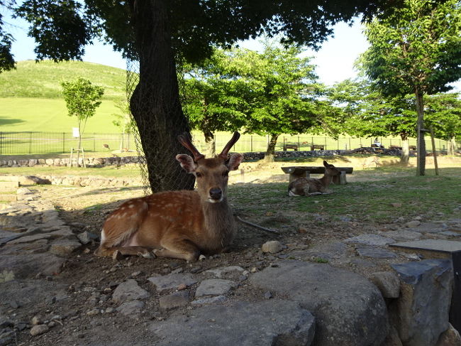 奈良公園にきました。<br />広々としたところにシカさんが自由に過ごしています。<br />可愛い目をしていますね。<br />