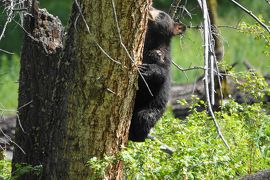 7)野生動物との遭遇が魅力　かわいい子熊とも出会えたイエローストン アッパーループを英語ツアーで巡る