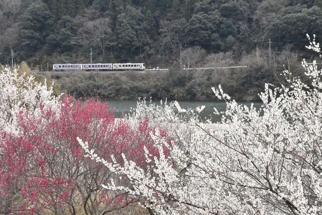 三江線は平成30年(2018)4月1日になくなりましたが、引退13日前に田津と川戸付近にてローカル線風景を写真に収めます。<br />沿線には春の訪れを知らせる紅梅・白梅が咲き誇っています。<br /><br />川戸駅には三江線に感謝する利用客のメッセージ、四季折々の写真、昭和47年豪雨災害時の写真等が展示されています。<br /><br />なお、旅行記は下記資料を参考にしました。<br />・山陰中央新報「石見のお宝紹介、桜江大橋」<br />・島根大学地域情報アーカイブ「島根県江津市に伝わる河童の伝説」<br />・名古屋市立大学生物多様性研究センター「シロバナタンポポ」<br />