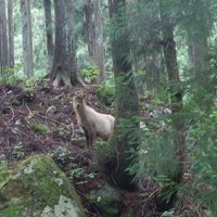 黒部立山アルペンルートを歩くの巻①称名滝＆カモシカ