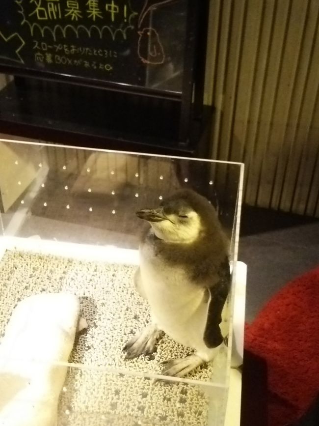 すみだ水族館にペンギンの赤ちゃんが産まれたよ！<br />今話題のパンダの赤ちゃんシャンシャンに押され気味ですが、ペンギンの赤ちゃんに会いに行きました♪