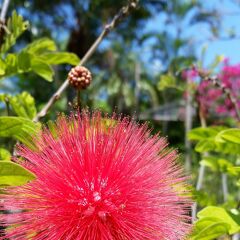【3】貸し切りタクシーで観光（５時間）☆沖縄離島９日間：石垣島