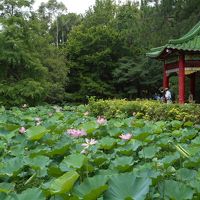 日本脱走計画（台北へ）帰りはキティジェット（１）