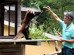 真夏のレッサーパンダ紀行【１】 千葉市動物公園　風太君、１５歳おめでとう！！ 平日なのにファンも報道機関も大集合のお誕生日会！！