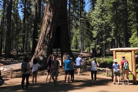 3)肥満体御用達? とっても楽チン Yosemite Grand Tour 乗っているだけで主な観光名所が見られます