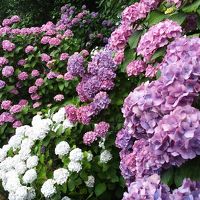 伊豆の下田で紫陽花を♪