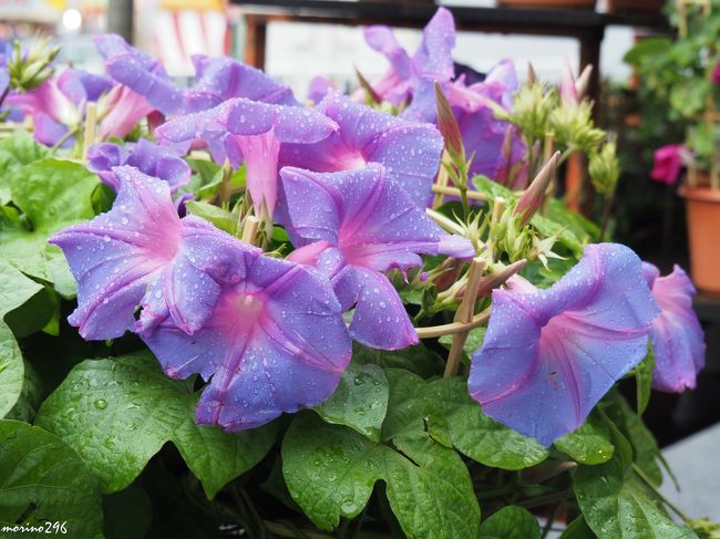 雨が降る中、友人と入谷朝顔まつりへ出掛けました。<br />下町の夏の風物詩「入谷朝顔まつり」は昭和23年に入谷朝顔同好会によって復活して以来、70周年を迎えます。<br /><br />入谷朝顔まつり（朝顔市）は毎年７月６～８日の３日間開催されます。<br />入谷鬼子母神（真源寺）を中心として言問通りに60軒の朝顔業者と80軒の露店が並び、毎年４０万人ほどの人出で賑わうそうです。<br /><br />この日は、雨にもかかわらず、朝早くから朝顔を買い求める人で賑わっていたようです。<br />毎年、朝顔を購入される方によれば、良い朝顔を買うためには初日の朝に来ないと駄目ですよ」とのこと。