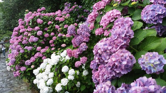 雨の日が大好きな私。<br />今年は雨に濡れる紫陽花を堪能したいな～なんて思って検索していたら、伊豆の下田に日本最大級のあじさい公園があるとの情報が！ついでに天気予報をチェックしたら「明日から雨」との予報。<br /><br />こ、これは行くしかありませんよね。<br />急遽1泊2日の下田旅行に出発することにしたのでした。<br />検索して10時間後には家を出発（笑）。