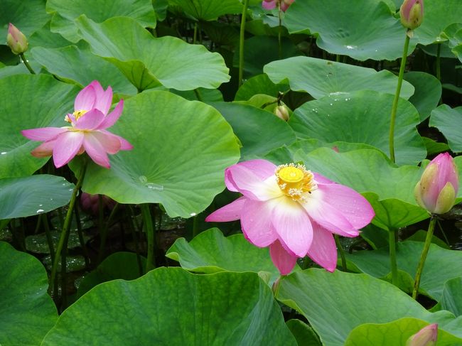 休日出勤の代休の日、山梨県の白州・長野県の富士見町方面へ。<br />洋菓子のシャトレーゼとサントリー白州蒸留所をメインに、道の駅のスタンプを集めながら廻りました。<br />