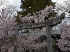 高遠の桜