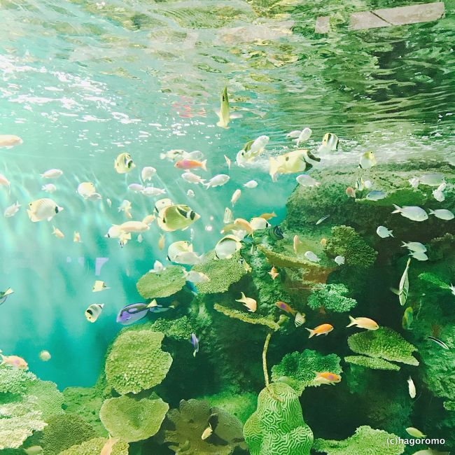 しながわ水族館ってこんなに生き物がいたの！＆京浜島つばさ公園で飛行機を楽しむ