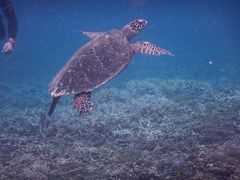 祝！バニラエアの成田ー石垣就航記念。西表島でカヌーとシュノーケリングな夏休み＆台風8号からの大脱出！