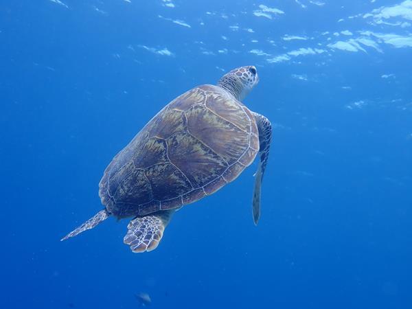 沖縄の旅の3日目。ホテル日航アリビラでルームサービスの和朝食を食べて船に乗って慶良間諸島へダイビングに出発です。<br />美しい慶良間ブルーの海で潜ることのできる幸せを噛みしめていると、幸運を呼ぶウミガメに出会うことができました。<br />