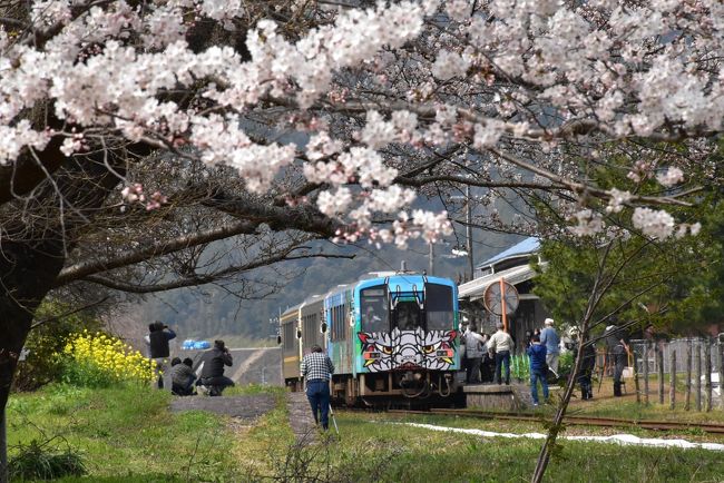 2018年桜の開花は全国的に1週間ほど早く、山陰の三江線(さんこうせん)沿線でも桜の開花が4月初めから3月末に早まります。<br /><br />満開の桜はまもなく引退(3月31日)する三江線に贈る華やかなメッセージとなり、お別れも兼ねて三江線を再訪します。<br /><br />最終日の2日前、江津(ごうつ)駅から三江線に入ると、沿線にはいくつもの桜が7分咲き以上になっています。<br />今日は、江津本町、川平、川戸各駅付近で、桜と鉄道の写真を撮ります。<br />川戸には桜の並ぶ桜回廊があります。<br />