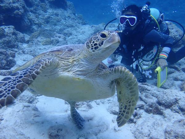 沖縄慶良間諸島でのダイビング。船の上で食べるお弁当は格別。なんかリゾートしてます。<br />午後は座間味島でダイビング。ケラマブルーの美しい海に抱かれて、美しいサンゴを愛でる魚たちと一緒に泳ぎます。<br />午前に続いてウミガメに出会いました。今度はアオウミガメ。しばしご対面です。<br />