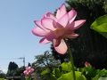 山鹿の旅行記