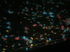 マカオと珠海（水族館）の旅