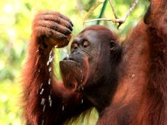 クチン一泊二日の旅②　来い！オランウータン！