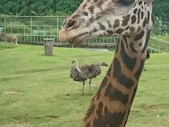 ふらっとひとりたび(鹿児島4日目/平川動物公園)