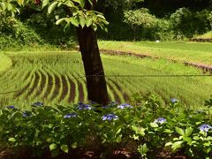 2018初夏に向かって咲く華・花/その7【 あじさい/ぎふ清流里山公園】