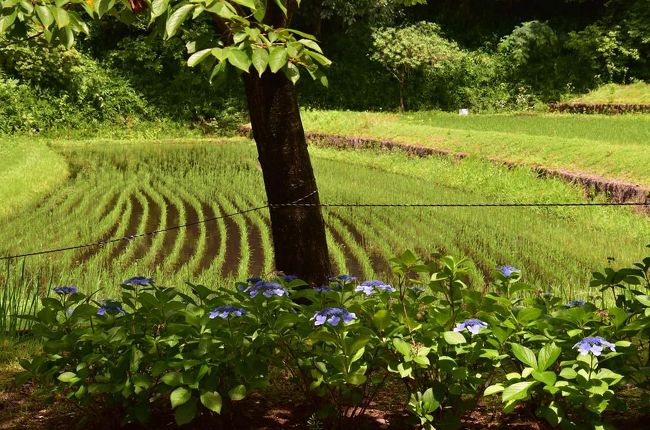 2018初夏に向かって咲く華・花/その7<br />今回で終わりですが、紫陽花の旬の時期が過ぎで<br />ここ昭和村、850円だった入園料が今は無料も相まっての<br />Amar - アマルさんご案内により<br />リニューアルオープンした「ぎふ清流里山公園」へ来ました。<br /><br />自然あり、遊びあり、動物との触れ合いあり、体験あり<br />昭和のどこか懐かしい雰囲気を楽しむことができた、<br />岐阜県美濃加茂市の日本昭和村。<br /><br />　日本昭和村は昭和時代の里山風景を再現したテーマパークとして、<br />県が丘陵地約84ヘクタールを整備して2003年に開業した。<br />一時150万人近くあった入園者が、<br />周辺の観光施設の増加などで30万人以下に低迷していた。<br />昨年１２月から休園し・・・。<br /><br />その日本昭和村が2018年4月8日、<br />“人と自然が共生する里山の暮らしと文化に親しむ”<br />里山をコンセプトとする施設として<br />「ぎふ清流里山公園」リニューアルオープンしました。<br /><br />東海環状自動車道の美濃加茂ICを降りてすぐの場所<br />「ハイウェイオアシスゾーン」と「村里・里山と野辺のゾーン」に、<br />園内はゆったりとした散策コースに、芝生に覆われた広大な広場。<br />そして沿道にはどこか懐かしい日本家屋が建ち並び、<br />それぞれの建物では体験コーナーやカフェ等が開かれています。<br /><br />美濃加茂市山之上町の県営公園「日本昭和村」は、<br />「岐阜県都市公園活性化基本戦略」（平成28年10月策定）に基づき、<br />平成３０年４月から「ぎふ清流里山公園」生まれ変わりました。<br /><br />　　**********　　　　次の旅日記は　　**********　　**********<br />2018初夏に向かって咲く華・花/その1【 さつき花季展など花達】<br />　　　　　　　　　https://4travel.jp/travelogue/11369806<br />2018初夏に向かって咲く華・花/その2【 初夏の姫花・ササユリ】<br />　　　　　　　　　https://4travel.jp/travelogue/11371247<br />2018初夏に向かって咲く華・花/その3【 優雅に咲く谷汲ゆり園】<br />　　　　　　　　　https://4travel.jp/travelogue/11371904<br />2018初夏に向かって咲く華・花/その4【 あじさいの山寺三光寺】<br />　　　　　　　　　https://4travel.jp/travelogue/11373797<br />2018初夏に向かって咲く華・花/その5【 あじさいの・四季の森】<br />　　　　　　　　　https://4travel.jp/travelogue/11375010<br />2018初夏に向かって咲く華・花/その6【 あじさいの・健康の森】<br />https://4travel.jp/travelogue/11375583<br />2018初夏に向かって咲く華・花/その7【 あじさい/ぎふ清流里山公園】<br /><br />「ハローギフ・ハローワールド2017&amp;2018」作成中<br />引き続き、美濃加茂ダンスフェスタ/多治見市市民文化祭など<br /><br />今は、蓮をターゲットに愛知の春日井、愛西市<br />岐阜の羽島市、恵那市、中津川市を歩いてます。<br />