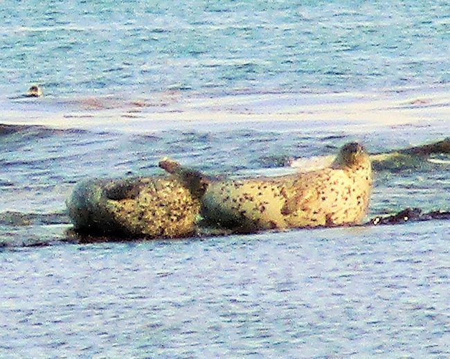 朝の散歩でアザラシを見つけた　＊　利尻島　礼文島　５日目　