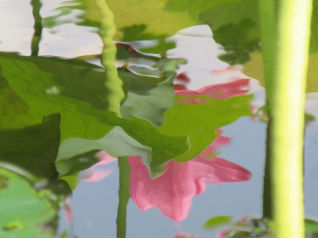 7月の花散歩<br /><br />7月9日<br />中之条ガーデンズでヘメロカリス、フォスタを堪能(^-^)<br />お目当てだったヤマユリは まだ蕾<br />その足で高山村 道の駅 中山盆地の田んぼアートも 見に行っちゃえ!<br />偶然 通りかかった「欧風田舎料理の店 ARAGON」<br />こんな所に こんな店が?!<br />雀のお宿 発見的な驚き(≧∀≦)<br /><br />7月10日<br />赤堀ハス園<br />今年は 株の育ちが…………<br />それでも 力の限り 咲く花の 美しさ!