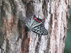 森のさんぽ道で見られた蝶⑭アカボシゴマダラの夏型を見ました